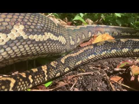 Rainbow serpent Morelia spilota 'python'