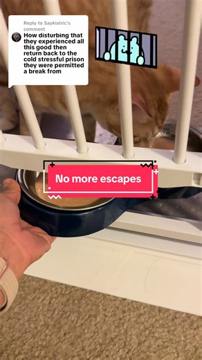 Replying to @Saykiatric #gate #pet #child #safety #feedingtime | foster