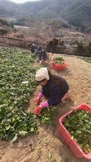 CheRry Red WiNe on Reels