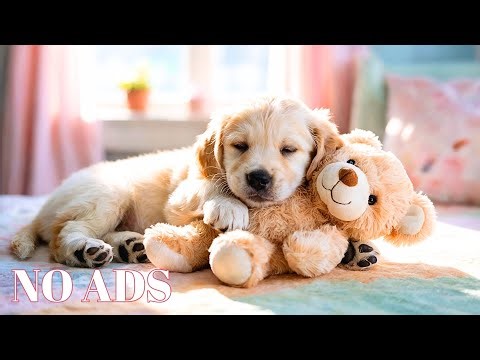 12 Hour Calm Music for Anxious Dogs 🐶 Deep Sleep & Separation Anxiety Relief (NO ADS)