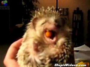 Hedgehog with carrot