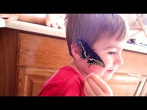 We Raised A Black Swallowtail (From Caterpillar to Butterfly)
