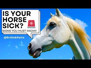 Signs of Health Problems in Horses | How to Spot Illness & Lameness Early