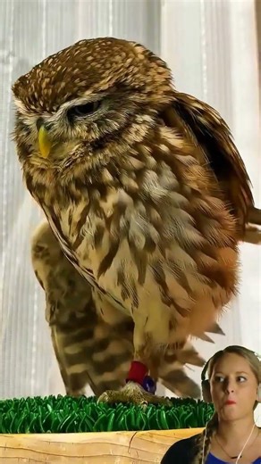 A very innocent-looking little owl