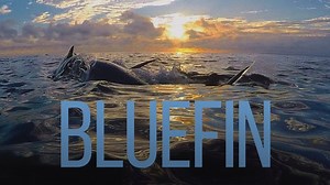 Bluefin