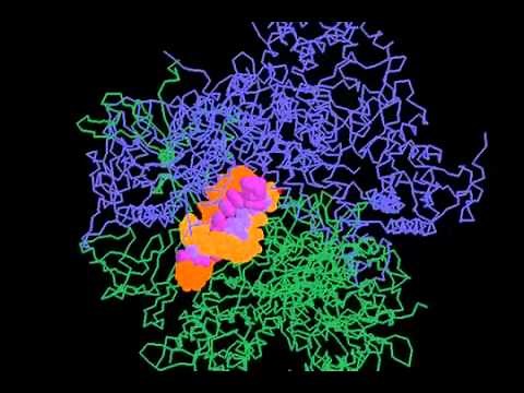 RNA polymerase II