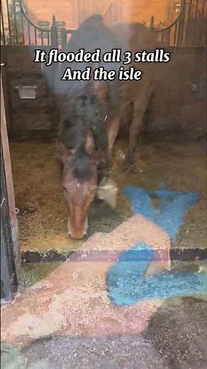 Ts is what I come home to from school 💀🤧