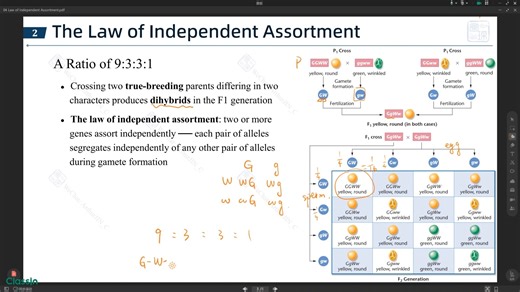 USABO BBO难点 | Law of Independent Assortment | 自由组合定律 | 孟德尔遗传