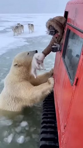 Please return the polar bear cub 😢 #sad #reels #viral | Stewart Braxton