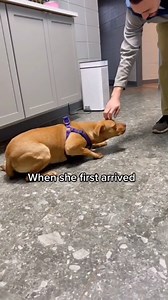 1.1K views · 34 reactions | #dogrescues #savinganimals #rescuedog help https://s.id/1Cw9S | Saving Shelter Dogs from Euthanasia | Facebook