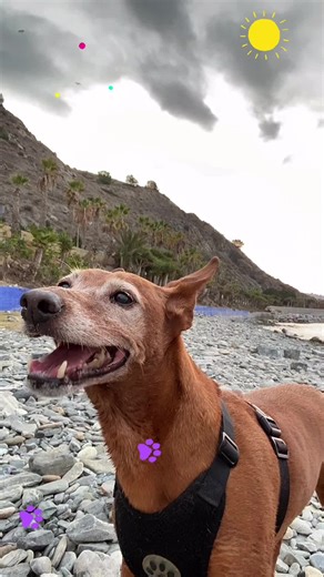 #perrostiktokers #amorperruno #perritostiktokers #mamiperruna❤️❤️❤️❤️❤️ #aventurasperrunas🐕‍🦺🐕‍🦺