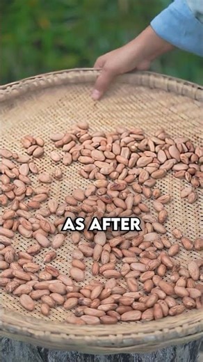 From Slimy Fruit to Chocolate 🍫 | How Chocolate Is Made