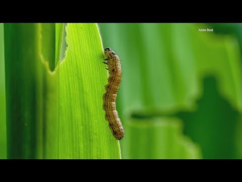Rise in army worms reported on Arkansas farms