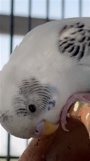 Day-210 Chota cage ≠ breeding band ❌ Budgies ka hidden truth 🐦 #budgies #birdcare #budgiecare