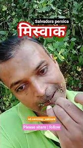 miswak, toothbrush tree salvadora persica #miswak #toothbrushtree #ayurved #plantsofindia #