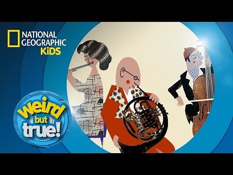 The Buzz on Flies | Weird But True!