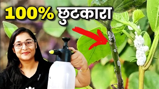 Mealybugs problem and remedy. #mealybugtreatment #howtokillmealybug #pestcontrolinplants #neemoilforplants #pestcontrol #organicpestcontrol #organicpesticides #gardeningtips #plantcaretips | Voice of plant