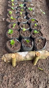 How is our coffee seedling planting coming along? Thanks to God, the planting of fósforos and popas is coming together beautifully. We’ve started with Anacafé 14, followed by Arará, then Ethiosar, soon Catimor, and we’ll finish with Caturra Chiroso. This nursery follows not just order—but purpose. 🌱 #CoffeeWithAStory #CoffeeNursery #SeedlingPlanting #FósforosAndPopas #CoffeeVarieties #HandsThatPlant | Finca La Venus Coffee Estate