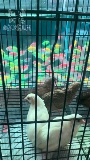 @balaji_aqua on Instagram: "Button Quail – Stock Available 🐦 ✔️ Small & cute ground birds ✔️ Low noise, easy to maintain ✔️ Suitable for indoor & outdoor cages ✔️ Healthy and active . . . . . . . . . . . . #buttonquail #reel #viral #pets #birds Available now at Balaji Pets & Aquarium 📍 Mannuthy Post Office Road, Thrissur 📩 DM for details"