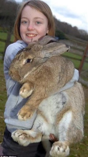 Farming Tech& Business on Instagram: "GIANT RABBITS LOVE TO PARTY 🎂🐇 Imagine celebrating a birthday and the guest of honor is a rabbit the size of a toddler! These giant rabbits can weigh up to 20 pounds or more, making them one of the most surprising pets to feature at a party. They’re gentle, social, and love attention—so it’s no wonder people sometimes include them in family events. Just don’t forget the carrot cake, because for these bunnies, treats are the highlight of the celebration. #G