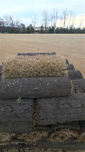 Lets Cut Some Zenith Zoysia With Our ROBOMAX #sod #Harvester #sodfarm #zenith #zoysia