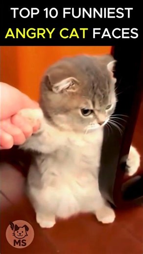 Top 10 grumpy cats 🙀 #shorts #funnycats #gatos #cats #top