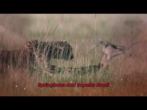 The Shocking Truth: Why Cheetahs Rarely Kill People