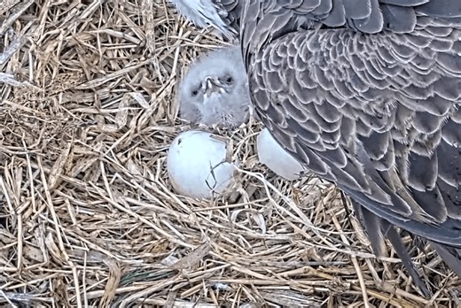 Hillsborough’s Favorite Duo Welcomes Their First Eaglet of the Year! - Duke Farms