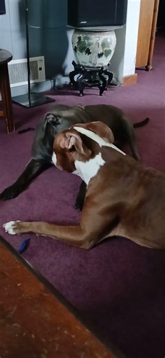 buddy n Lillian playing again