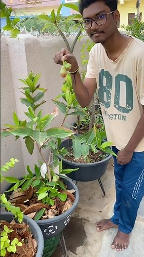 Let’s harvest water apple 🍎