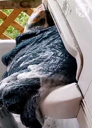 2.7M views · 26K reactions | Old-fashioned laundry with a wringer washer Partner: speedqueen87 | Science, Tech and Universe | Facebook