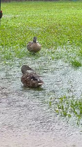 As our Zoo Director Linda says, “Today is for the ducks!” 🦆☔️ #rainydays #ducks #playingintherain #thehonoluluzoo #honoluluzoo #honolulu #hawaii | The Honolulu Zoo