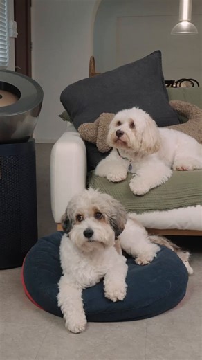 Dyson Singapore on Instagram: "Dog math is when two pups equal a million messes. Lingering odours, flying fur and wet spills are all part of the loving equation that Dyson easily solves. The Purifier Big+Quiet Formaldehyde keeps your air dander-free, while the WashG1™ cleans up every wet or dry spill. So the only thing multiplying is the love. A cleaner home for you and your pets. Visit the link in bio. #DysonSG #DysonHome #DysonPets #DysonWashG1 #DysonBigAndQuiet #DysonPurifier #DysonTechnology