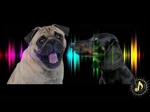Dogs Barking Sound Effect ~ Sounds Dogs Love