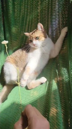 You try to give your cat a flower 🌸