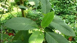 Mitragyna speciosa leaf (kratom), plant in thailand, Kratom is Thai herbal which encourage health Stock Video