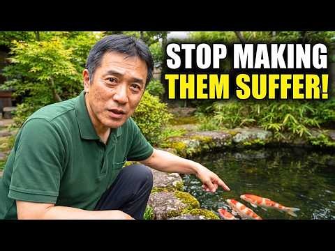 95% of Koi Owners Make THESE Mistakes, Threat Them The Japanese Way!