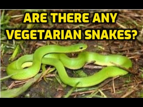 Are There Any Vegetarian Snakes?