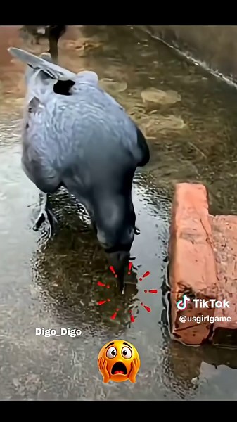 Genius Crow: The Cleverness of Nature's Bird