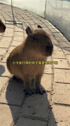 Little Kapi's Belching Surprise: The Cutest hiccup ever