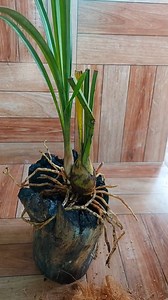 5.6K views · 64 reactions | How to mount Orchid Plant on Wooden log. Best and Fastest Growing Method for growing Orchids. #orchids #gardening | Flower lovers | Facebook