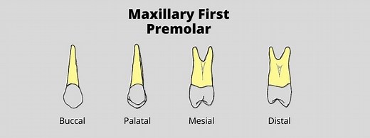Maxillary First Premolar: Dental Morphology Made Easy | Dental Education Hub