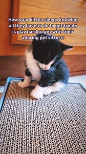 Going on vacation, but not sure where to put your pet? Find a loving sitter who’ll give your furry family member the care and companionship they need while you’re away. ❤️ | TrustedHousesitters | Facebook