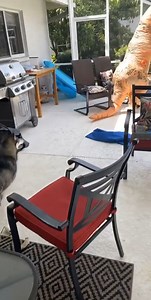 9.9K views · 150 reactions | Our Husky HATES the T-Rex costume! #husky #huskypuppy #huskylove #huskylife #huskies #huskiesofinstagram #huskiesofinsta #huskiesofig #huskysiblings | The Moriarty Family | Facebook