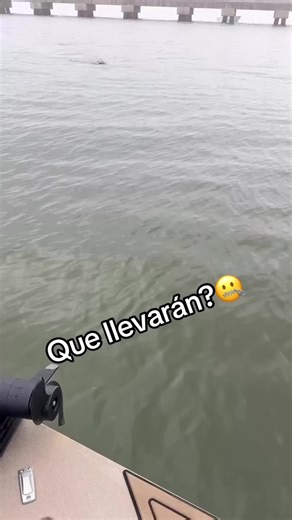 Misterios de la tortuga pitón: ¿Qué llevarán?