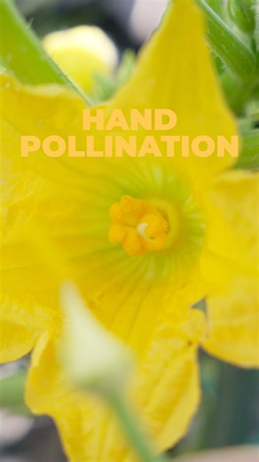 Paul Gardens on Instagram: "Want to increase the harvest of your zucchini and squash plants? You need to try hand pollination, it’s magical! 😊 #gardentipsandtricks #handpollination #zucchini #homegrownveggies #gardeningtipsforbeginners"