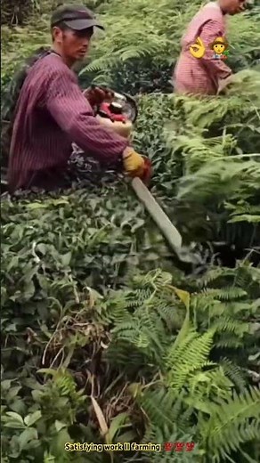 Modern machine trimming green tea farm