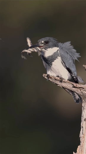 27K views · 819 reactions | A compilation of a whole lot of birds either eating things or feeding their babies that I have filmed over the last few years. This video could have been 10 mins long but I had to cut it down. If you want to see a longer version check the comments. | Harry Collins Photography | Facebook