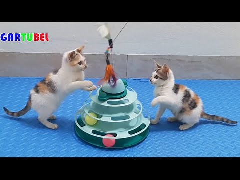 Cute Kittens With Funniest Situations - Cat Gartubel Practice Skills - Lovely Kitten Funny