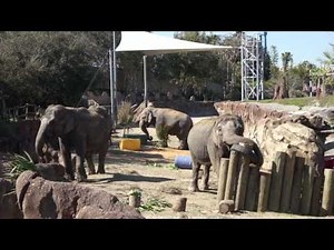 Elephant Keeper Experience at Busch Gardens Tampa Bay